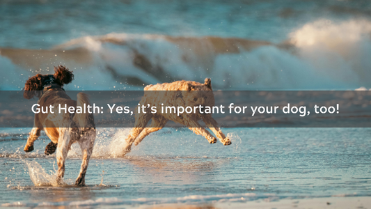 Gut Health: Yes, it's important for your dog, too!