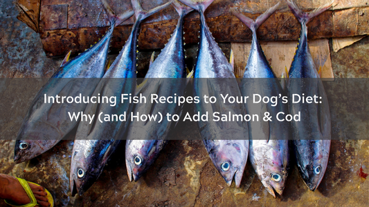Introducing Fish Recipes to Your Dog’s Diet: Why (and How) to Add Salmon & Cod
