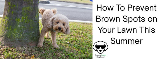How to Prevent Dog Urine Spots on Your Lawn This Summer