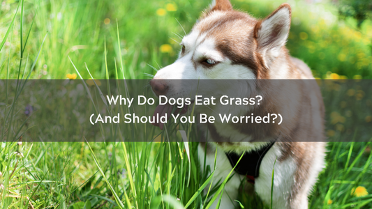 Why Do Dogs Eat Grass? (And Should You Be Worried?)