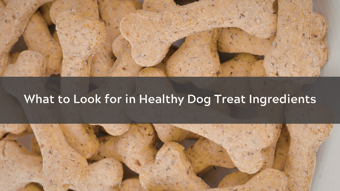 What to Look for in Healthy Dog Treat Ingredients