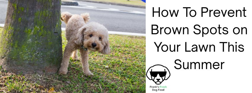 How to Prevent Dog Urine Spots on Your Lawn This Summer