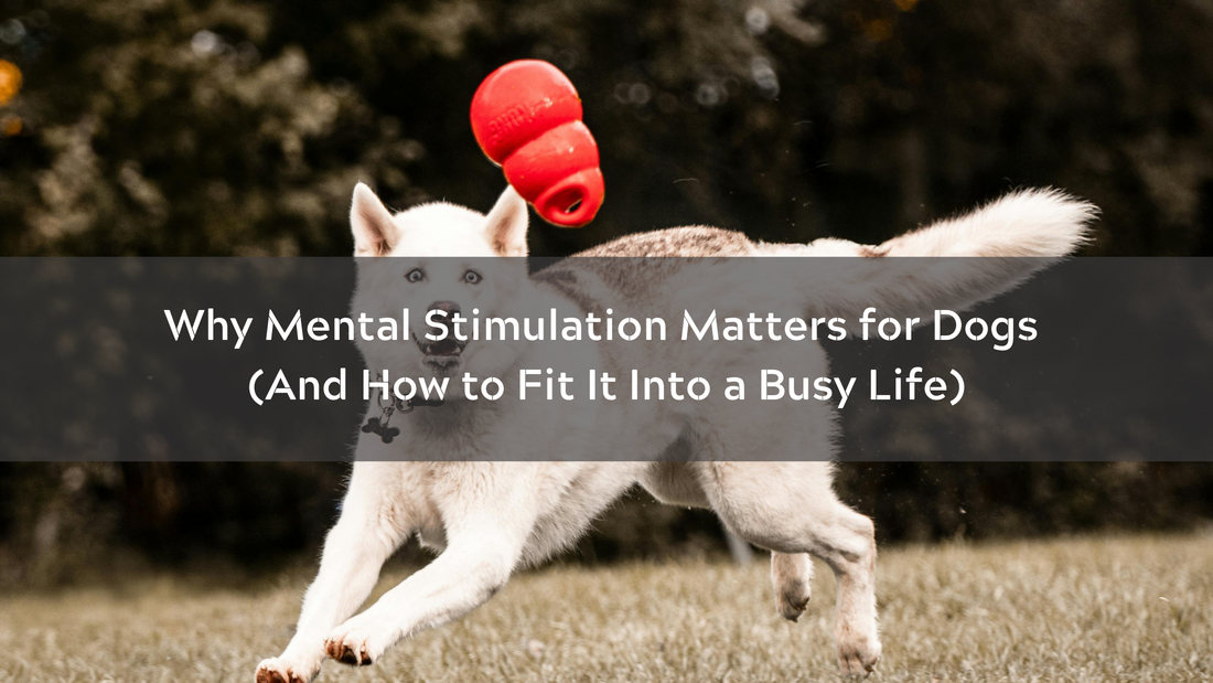 Why Mental Stimulation Matters for Dogs (And How to Fit It Into a Busy Life)