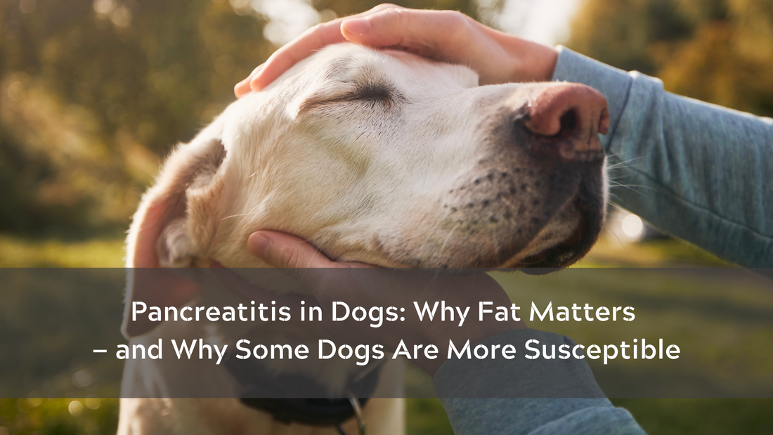 Pancreatitis in Dogs: Why Fat Matters — and Why Some Dogs Are More Susceptible