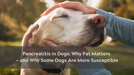 Pancreatitis in Dogs: Why Fat Matters — and Why Some Dogs Are More Susceptible
