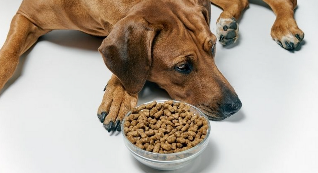 The science of kibble: what it is, how its made