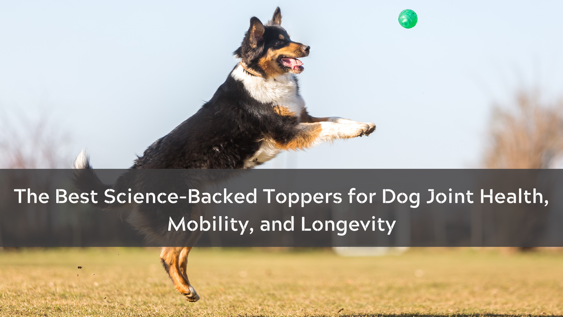 The Best Science-Backed Toppers for Dog Joint Health, Mobility, and Longevity