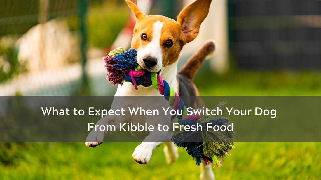 What to Expect When You Switch Your Dog From Kibble to Fresh Food