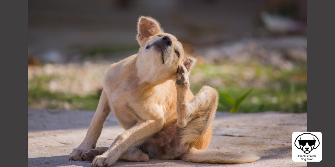 Seasonal allergies: Helping your pup through the springtime itchies